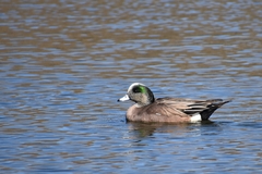 Mareca americana