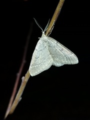 Theria rupicapraria