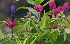 Passiflora umbilicata