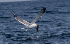 Larus fuscus barabensis