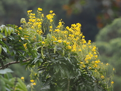 Senna viarum
