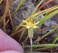 Microseris douglasii