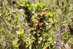 Baccharis rhomboidalis