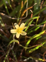 Microseris douglasii