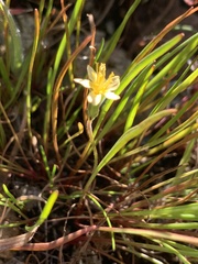 Microseris douglasii