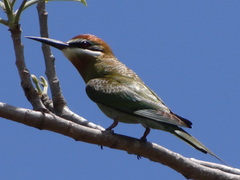 Merops superciliosus
