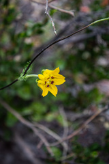 Scyphanthus elegans