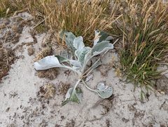 Senecio candidans