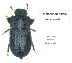 Melanimon tibiale