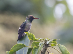 Lophornis stictolophus