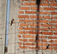 Haemorhous mexicanus