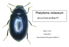 Platydema violacea