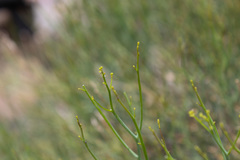 Gymnophyton isatidicarpum