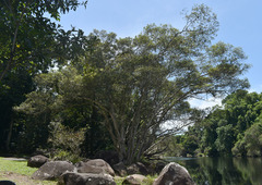 Tristaniopsis exiliflora