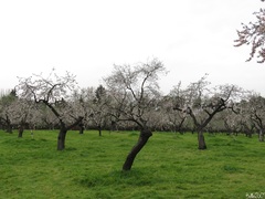 Prunus amygdalus
