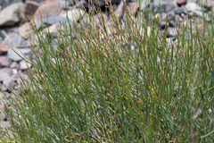 Gymnophyton isatidicarpum