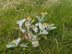 Senecio candidans