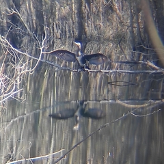 Phalacrocorax carbo