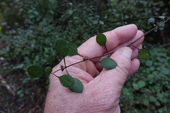 Teucrium parvifolium