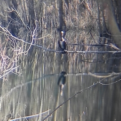 Phalacrocorax carbo