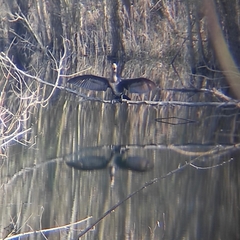 Phalacrocorax carbo