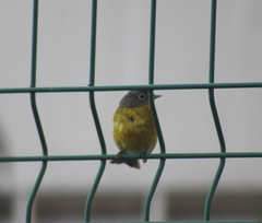 Leiothlypis ruficapilla