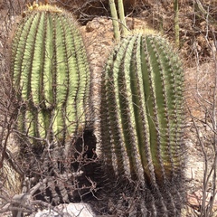 Ferocactus emoryi emoryi