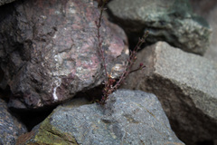 Galium suffruticosum