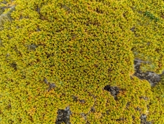 Bolax gummifera