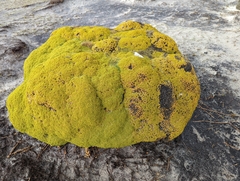 Bolax gummifera
