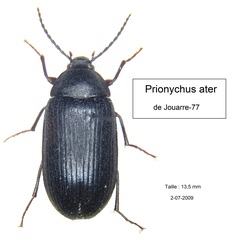 Prionychus ater