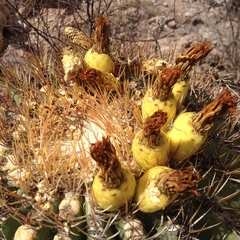 Ferocactus emoryi emoryi