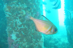 Pempheris klunzingeri