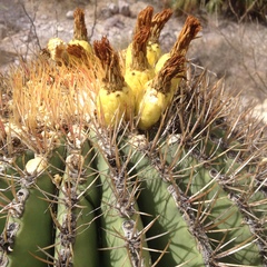 Ferocactus emoryi emoryi