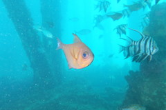 Pempheris klunzingeri