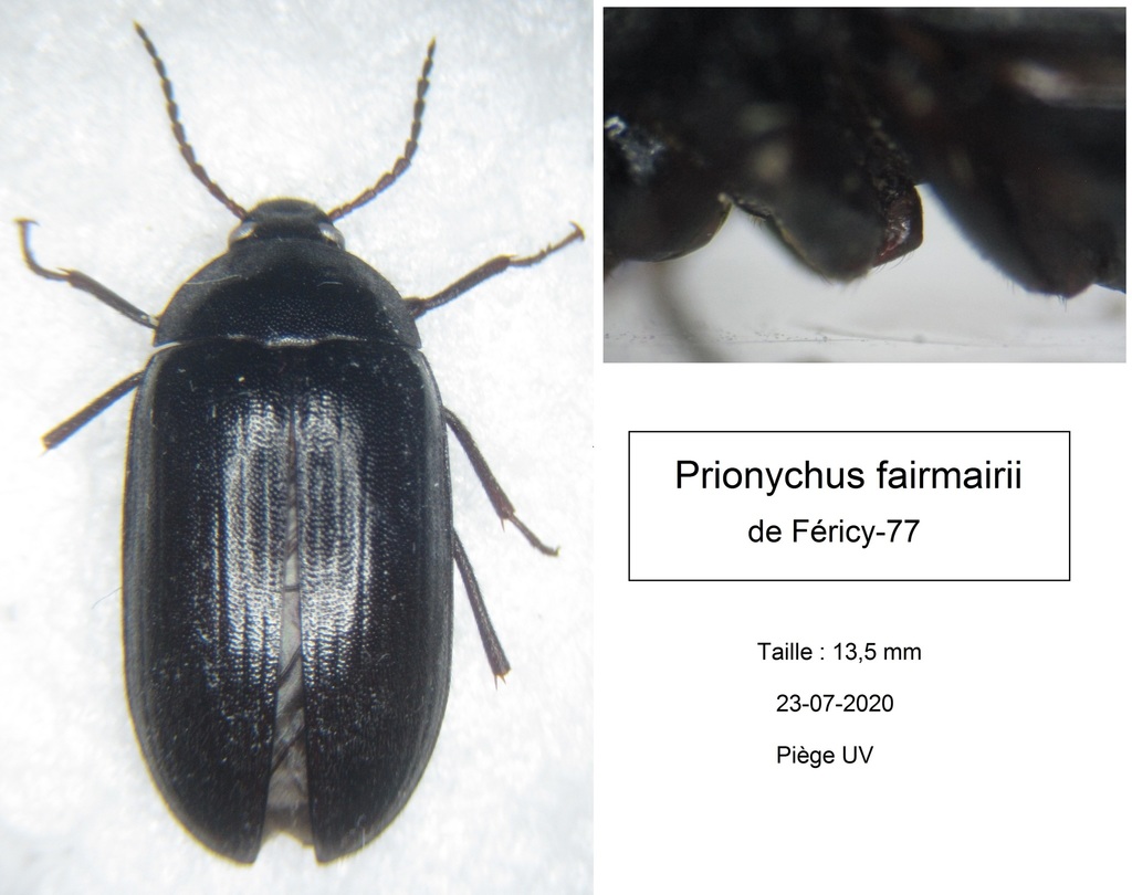 Prionychus fairmairii