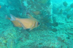 Pempheris klunzingeri