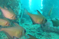 Pempheris klunzingeri