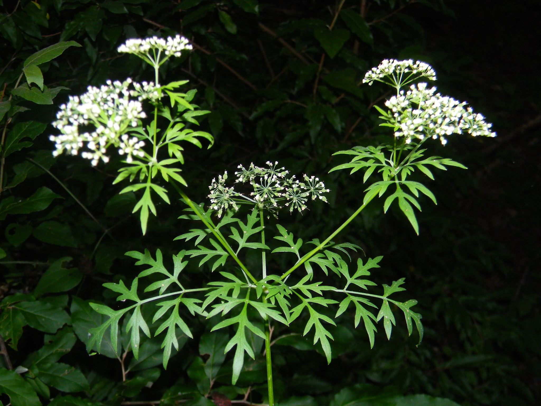 Thaspium pinnatifidum