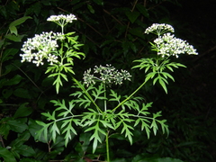 Thaspium pinnatifidum