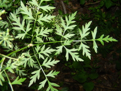 Thaspium pinnatifidum
