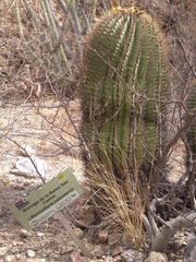 Ferocactus emoryi emoryi