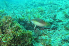 Austrolabrus maculatus