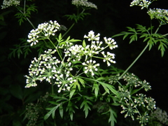 Thaspium pinnatifidum