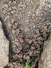 Crassula peploides