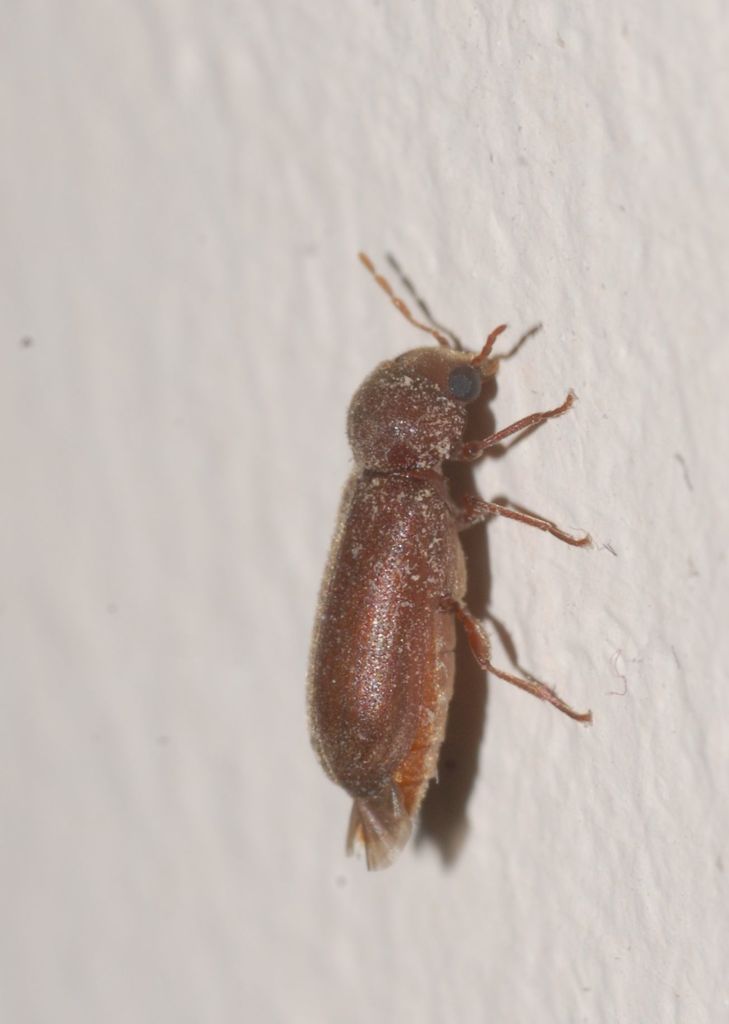 Oligomerus ptilinoides