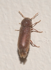 Oligomerus ptilinoides