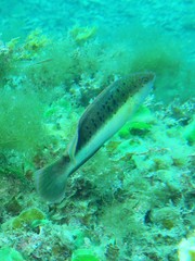 Austrolabrus maculatus