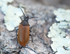 Pseudocistela ceramboides