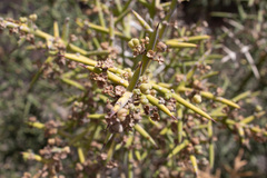 Colletia hystrix